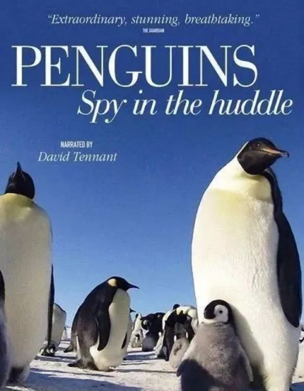 企鹅群里有特务