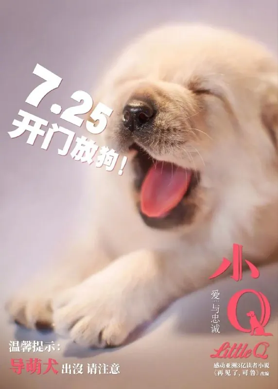 导盲犬小Q